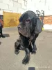 Additional photos: Neapolitan Mastiff puppies are the best