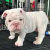 Photo №1. english bulldog - for sale in the city of Houston | negotiated | Announcement № 73286