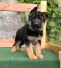 Photo №1. german shepherd - for sale in the city of Springfield | 400$ | Announcement № 117692