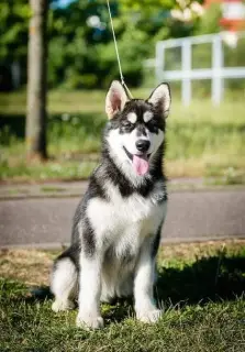 Photo №3. Alaskan Malamute Girl. Belarus