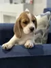 Photo №1. beagle - for sale in the city of New York Mills | 400$ | Announcement № 102247