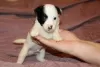 Additional photos: Jack Russell Terrier puppies