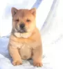 Additional photos: chow-chow puppy