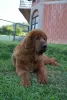 Additional photos: Tibetan Mastiff puppies