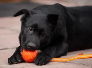 Photo №3. black dark-eyed German shepherd from 10.08 with metric KSU / FCI. Ukraine