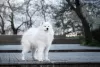 Additional photos: Samoyed puppies