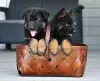 Additional photos: german shepherd puppies