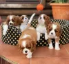 Photo №1. cavalier king charles spaniel - for sale in the city of Flensburg | Is free | Announcement № 82905