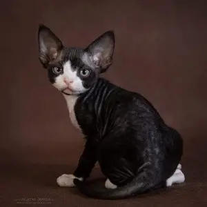 Additional photos: Kittens Devon Rex, real elves!