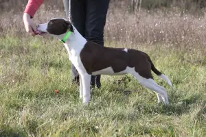 Additional photos: APBT Girl