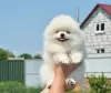 Photo №1. pomeranian - for sale in the city of Heidelberg | 380$ | Announcement № 128316