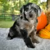 Photo №1. poodle (royal) - for sale in the city of Jacksonville | 500$ | Announcement № 125533