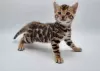 Photo №3. Bengal kittens for sale. United States