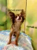 Photo №2 to announcement № 103996 for the sale of chihuahua - buy in Germany breeder