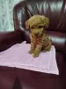 Photo №3. A toy poodle and a toy poodle. Serbia