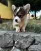 Additional photos: Welsh Corgi Pembroke puppies