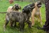 Photo №1. perro de presa canario - for sale in the city of Kragujevac | negotiated | Announcement № 107357