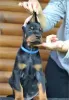 Photo №4. I will sell dobermann in the city of Ниш. breeder - price - negotiated