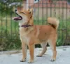 Photo №2 to announcement № 115743 for the sale of shiba inu - buy in Serbia breeder