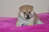 Photo №3. Shiba Inu puppies from champion parents. Russian Federation