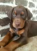 Photo №3. Doberman puppy. United States