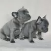 Photo №2 to announcement № 125625 for the sale of french bulldog - buy in United Kingdom 