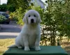 Photo №3. Selling Golden Retriever puppies PRA 1, PRA 2,ICHT. purely. Ukraine