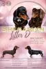 Photo №1. dachshund - for sale in the city of Kiev | 1445$ | Announcement № 9974