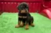 Photo №2 to announcement № 128426 for the sale of rottweiler - buy in Germany breeder