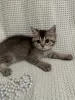 Additional photos: Scottish kittens - Scottish fold and Scottish straight