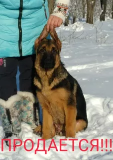 Photo №3. Bred puppies of a German shepherd. Russian Federation