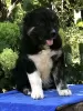 Photo №4. I will sell caucasian shepherd dog in the city of Sorrento. private announcement, from nursery, breeder - price - 634$