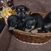 Additional photos: Selling Toy Terrier Puppies