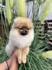 Additional photos: Pomeranian puppies of the highest pedigree