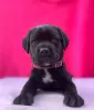 Additional photos: Cane Corso great bloodline champion puppies pedigree FCI