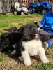 Additional photos: American Akita, puppies