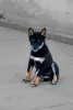 Photo №3. Black Shiba Inu Puppy (rare color). Spain