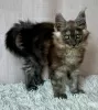 Photo №4. I will sell maine coon in the city of Lublin. breeder - price - 1057$