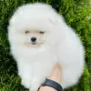 Photo №4. I will sell pomeranian in the city of Berlin. private announcement - price - 380$