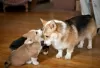 Photo №1. welsh corgi - for sale in the city of Karlsruhe | 188$ | Announcement № 129358