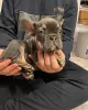 Photo №1. french bulldog - for sale in the city of Bonn | 390$ | Announcement № 128695