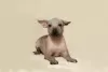 Additional photos: Mexican naked girls puppies - xoloitzcuintli