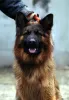 Photo №1. german shepherd - for sale in the city of Калифорния Сити | 600$ | Announcement № 80639