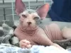 Photo №2 to announcement № 19333 for the sale of sphynx-katze - buy in Russian Federation breeder