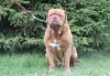 Additional photos: Dogue de Bordeaux puppies