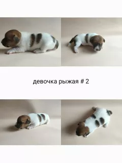 Photo №2 to announcement № 6831 for the sale of jack russell terrier - buy in Russian Federation breeder