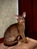 Additional photos: Abyssinian kittens