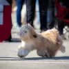 Additional photos: Lhasa apso puppies