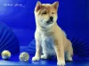 Photo №2 to announcement № 96191 for the sale of shiba inu - buy in Russian Federation private announcement, from nursery, breeder