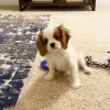 Photo №2 to announcement № 95054 for the sale of cavalier king charles spaniel - buy in Germany private announcement